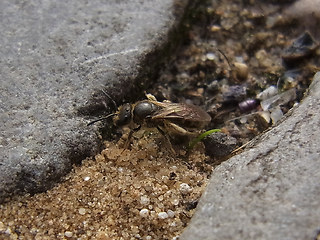 Lasioglossum malachurum