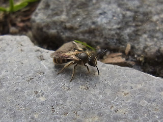 Lasioglossum malachurum