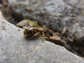 Lasioglossum malachurum