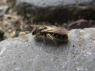 Lasioglossum malachurum