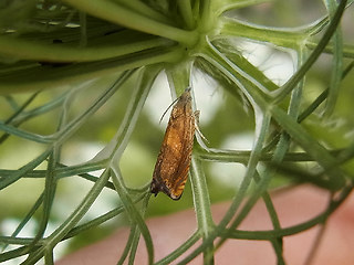 Lathronympha strigana