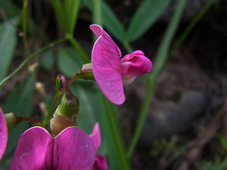 Lathyrus sylvestris