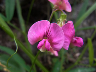 Lathyrus sylvestris