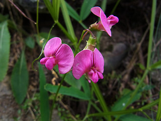 Lathyrus sylvestris