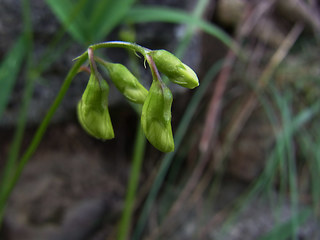 Lathyrus sylvestris