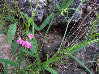 Lathyrus sylvestris