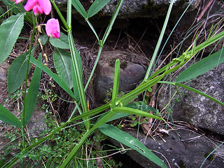 Lathyrus sylvestris