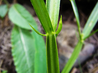 Lathyrus sylvestris