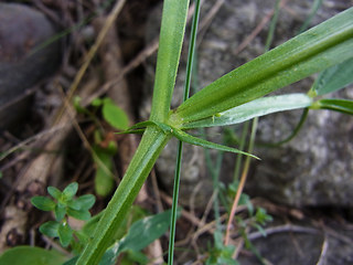 Lathyrus sylvestris