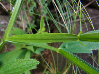 Lathyrus sylvestris