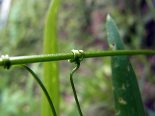 Lathyrus sylvestris