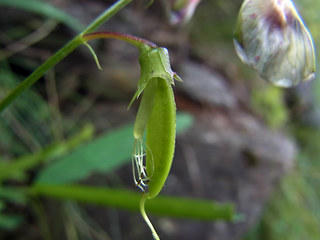 Lathyrus sylvestris