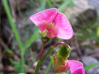 Lathyrus sylvestris