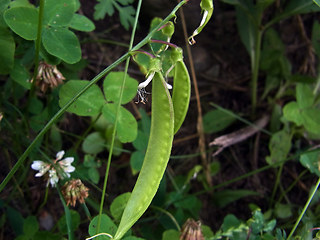 Lathyrus sylvestris