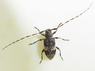 Leiopus nebulosus - linnei
