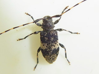 Leiopus nebulosus - linnei