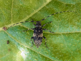 Leiopus nebulosus - linnei