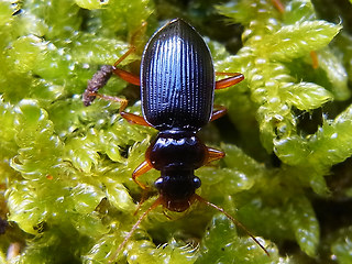 Leistus rufomarginatus