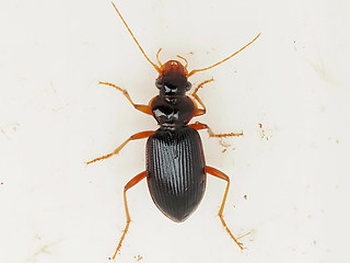 Leistus rufomarginatus