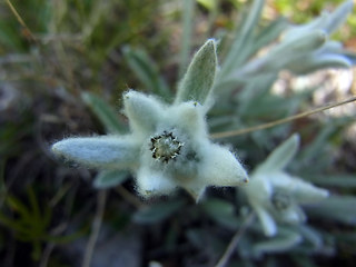 Leontopodium alpinum