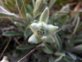 Leontopodium alpinum