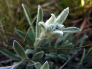 Leontopodium alpinum