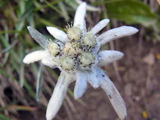 Leontopodium alpinum