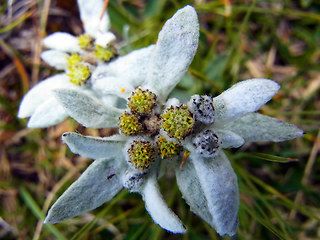 Leontopodium alpinum