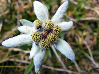 Leontopodium alpinum