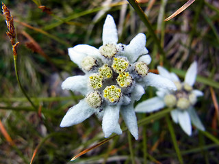 Leontopodium alpinum