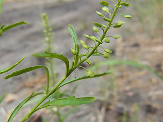 Lepidium neglectum