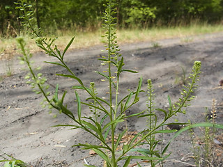 Lepidium neglectum