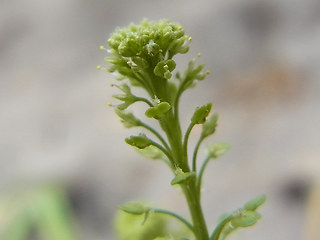 Lepidium neglectum