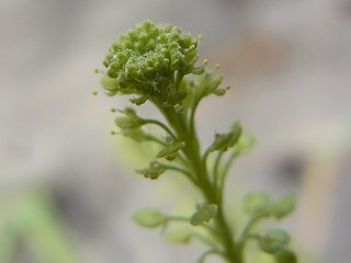 Lepidium neglectum