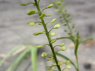 Lepidium neglectum