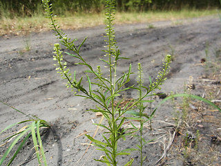 Lepidium neglectum