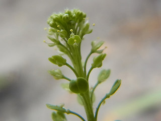 Lepidium neglectum