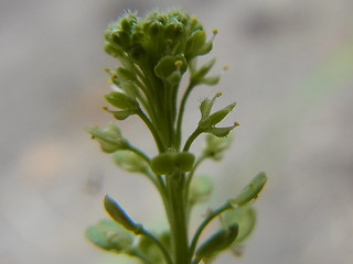 Lepidium neglectum