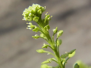 Lepidium neglectum