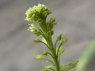 Lepidium neglectum