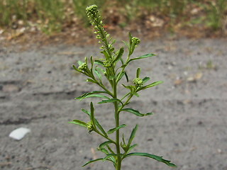 Lepidium neglectum