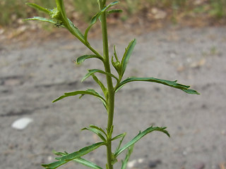 Lepidium neglectum