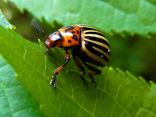 Leptinotarsa decemlineata