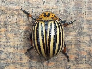 Leptinotarsa decemlineata