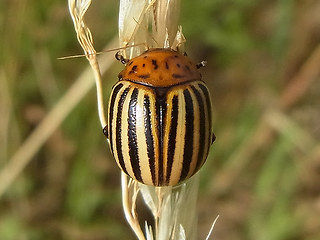 Leptinotarsa decemlineata