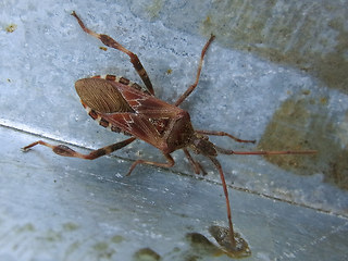 Leptoglossus occidentalis