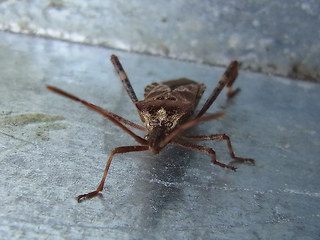 Leptoglossus occidentalis