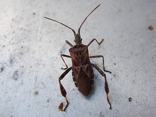 Leptoglossus occidentalis