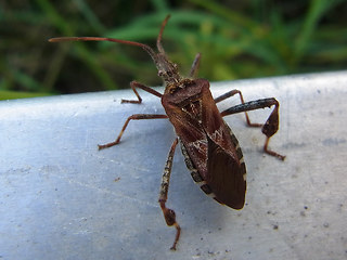 Leptoglossus occidentalis