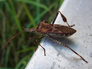 Leptoglossus occidentalis